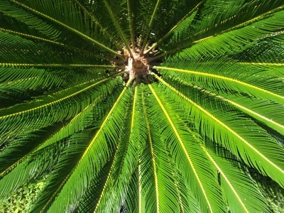 Palm Tree from Brazil