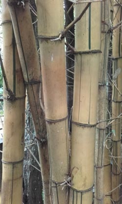 big bamboos